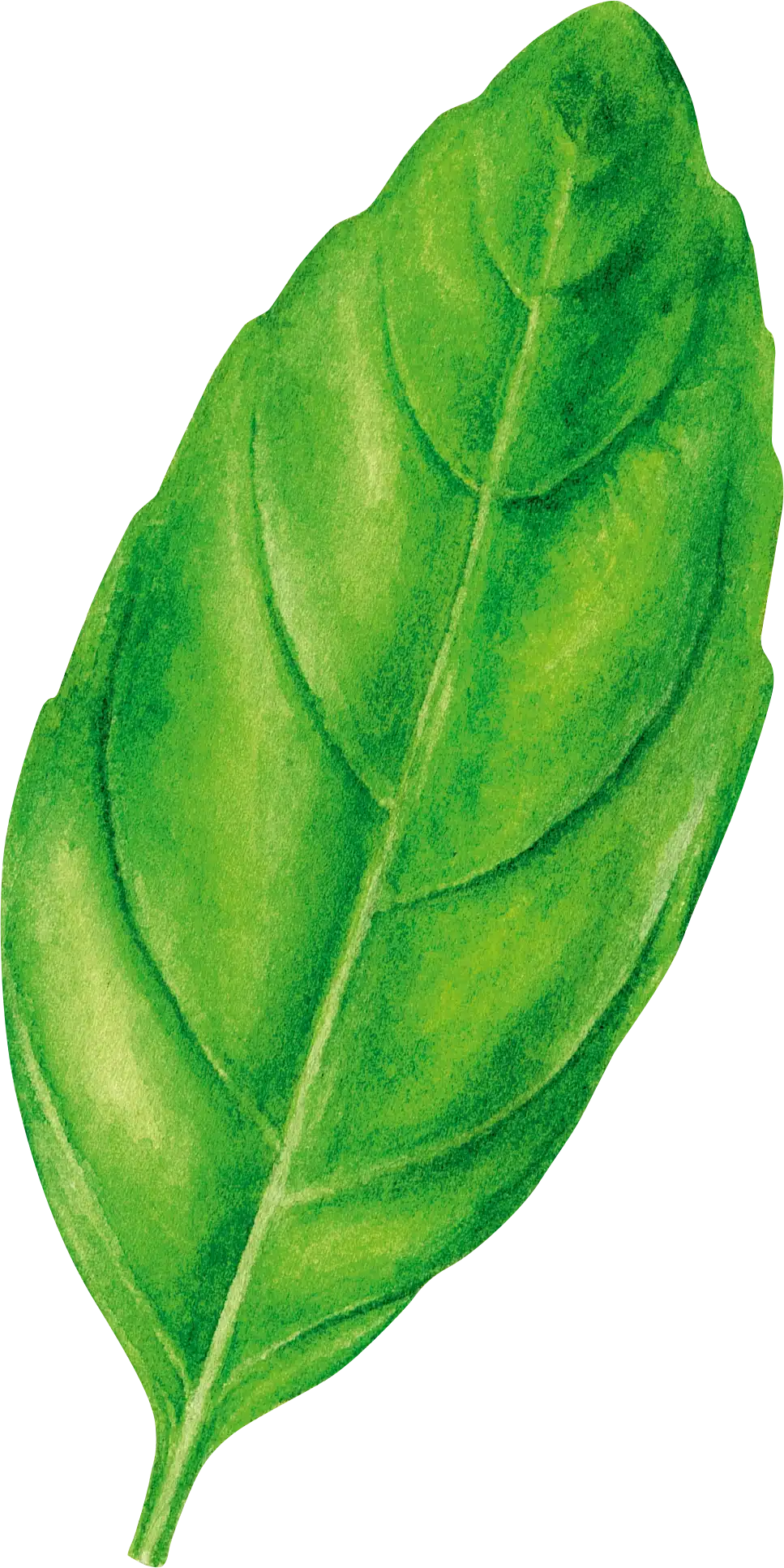 sudnsol-feuille-basilic