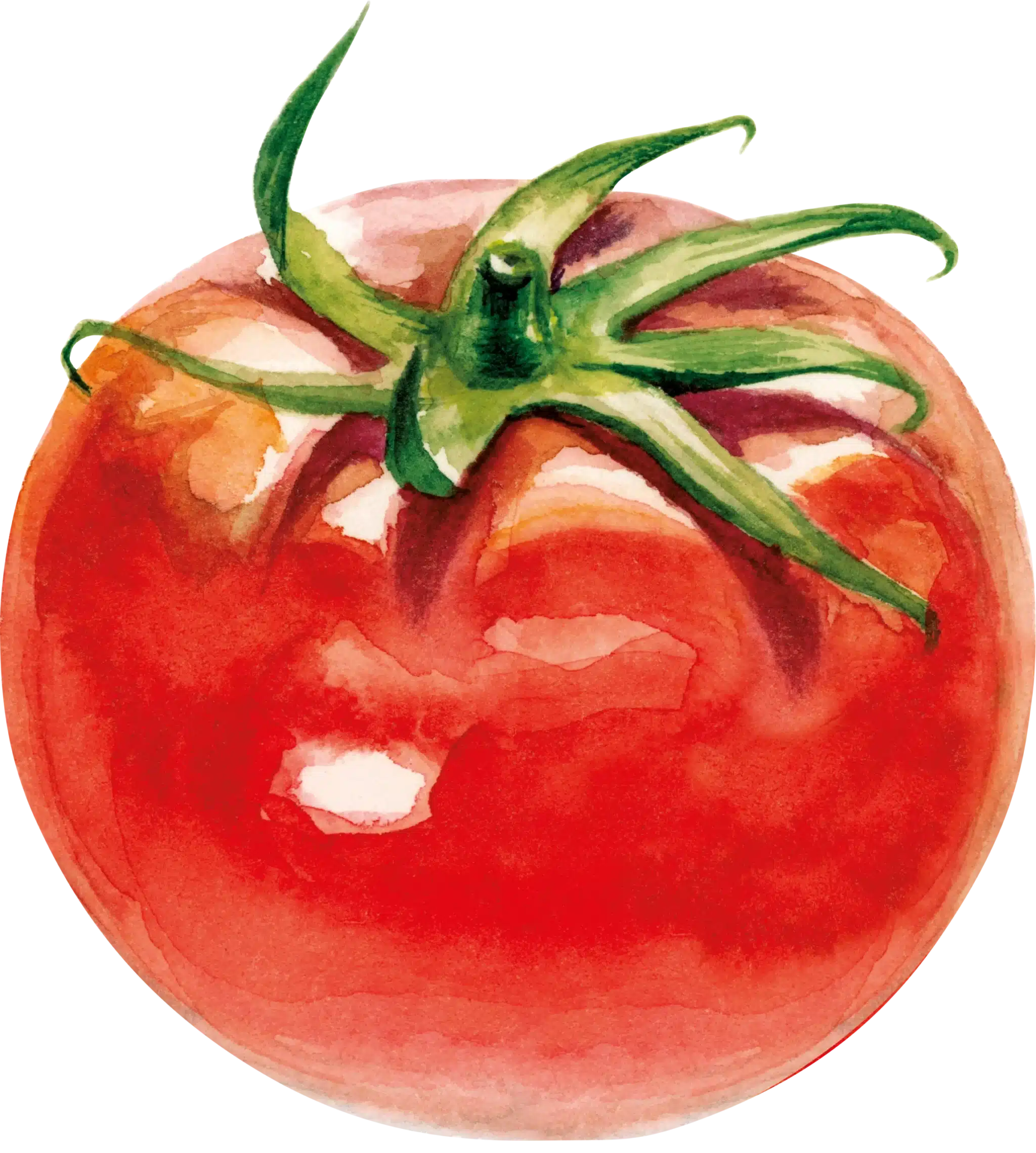 sudnsol pictos adn tomate